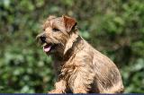 NORFOLK TERRIER 070